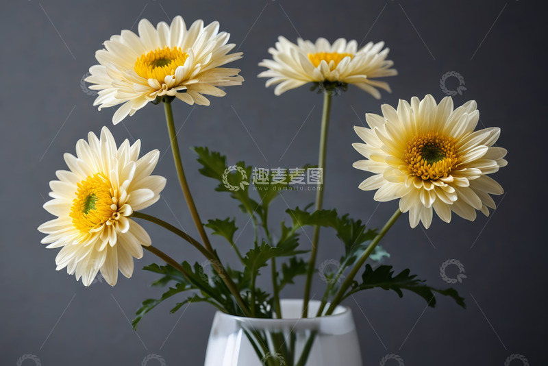 高清大图下载【趣麦麦图】花瓶中绽放的白色雏菊