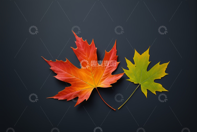高清大图下载【趣麦麦图】深色背景上的两片枫叶