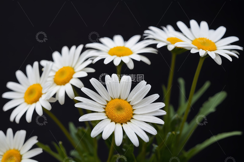 高清大图下载【趣麦麦图】白色雏菊特写