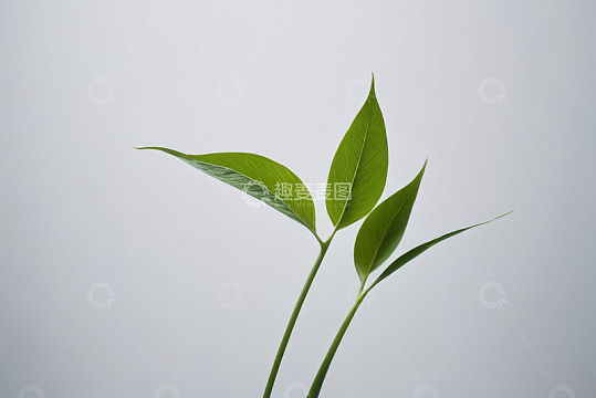 嫩绿植物叶片特写