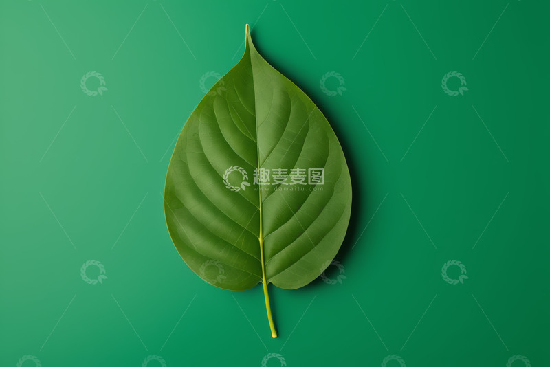 高清大图下载【趣麦麦图】绿色背景上的单枚叶片素材