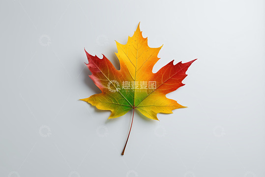 多彩枫叶特写素材