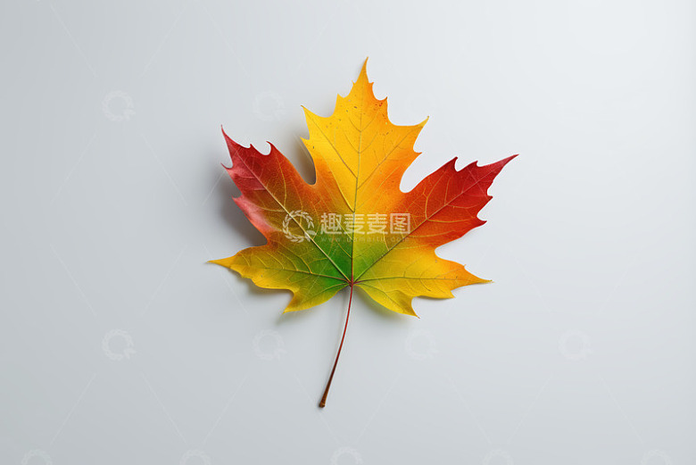 多彩枫叶特写素材