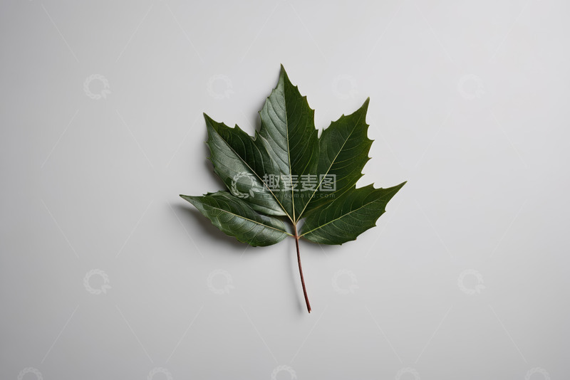 高清大图下载【趣麦麦图】绿色枫叶特写