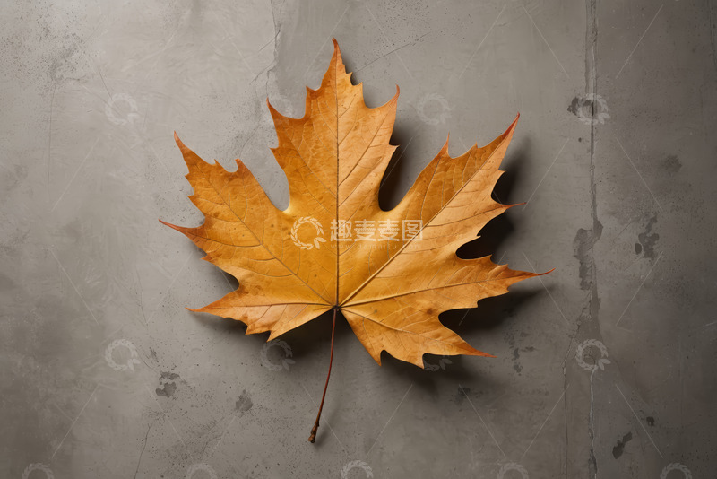 高清大图下载【趣麦麦图】灰色背景上的黄色枫叶