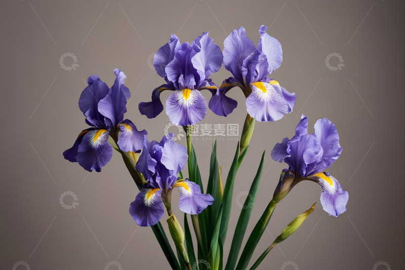 高清大图下载【趣麦麦图】紫色鸢尾花特写