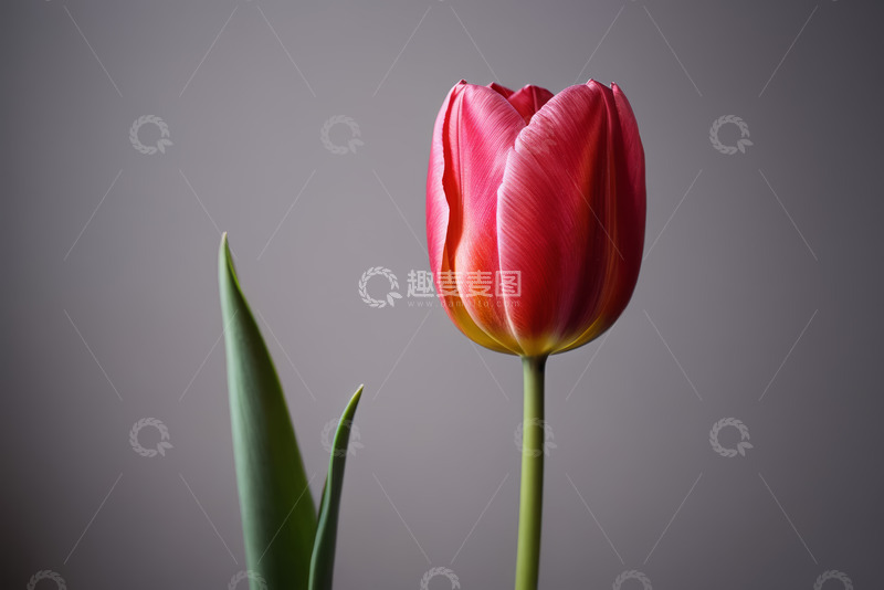 高清大图下载【趣麦麦图】红色郁金香特写