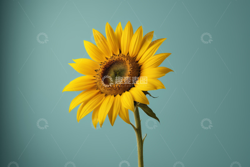 高清大图下载【趣麦麦图】单枝向日葵特写