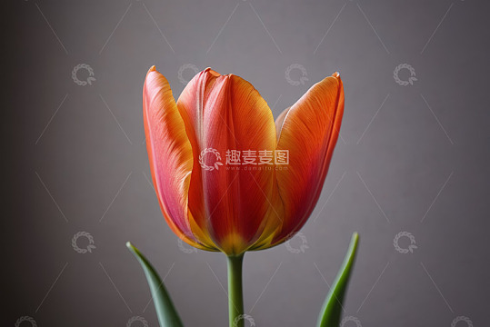 单支橙红色郁金香特写