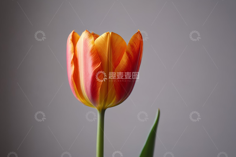 高清大图下载【趣麦麦图】橙红色郁金香特写