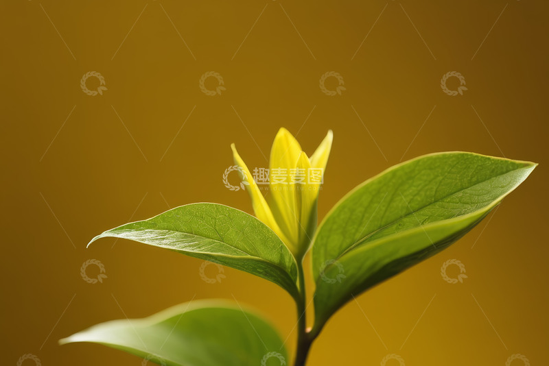 高清大图下载【趣麦麦图】特写嫩绿植物叶片