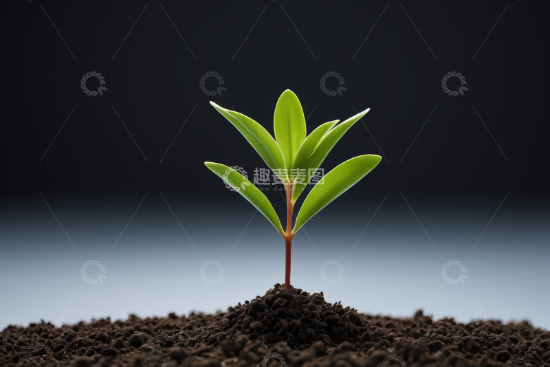 高清大图下载【趣麦麦图】破土而出的嫩绿植物