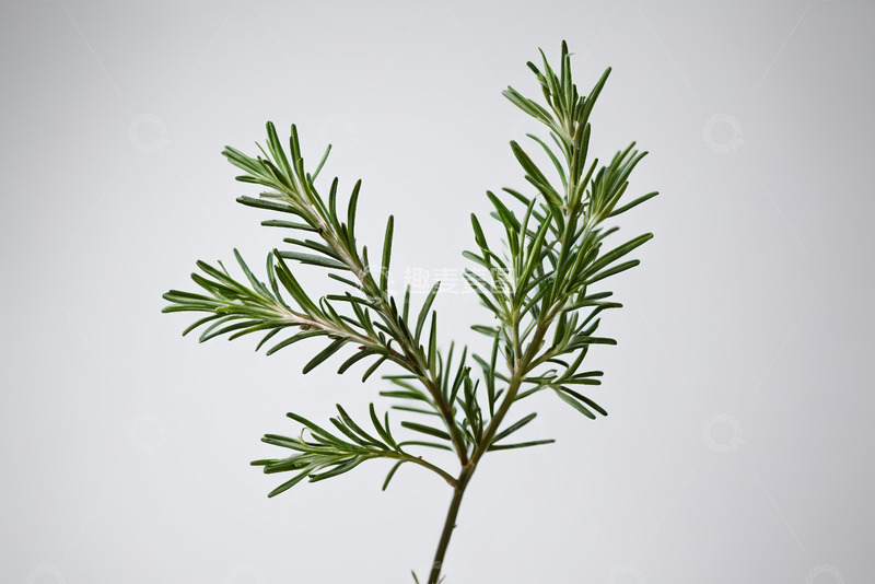 高清大图下载【趣麦麦图】迷迭香植物特写