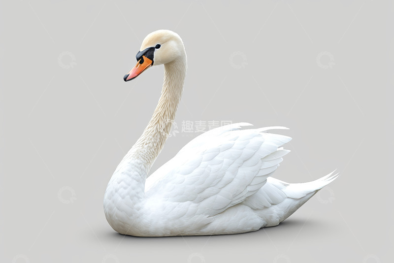 高清大图下载【趣麦麦图】白色天鹅特写
