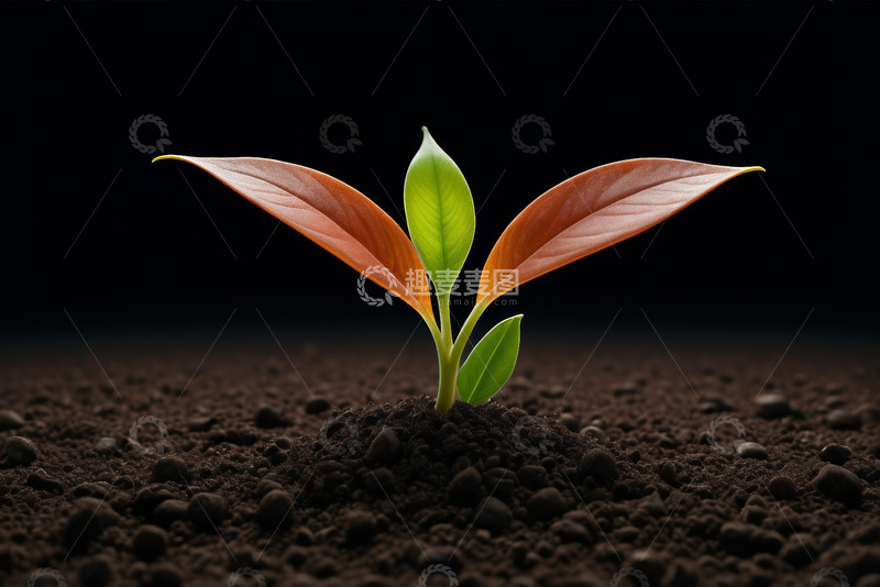 高清大图下载【趣麦麦图】破土而出的嫩绿植物