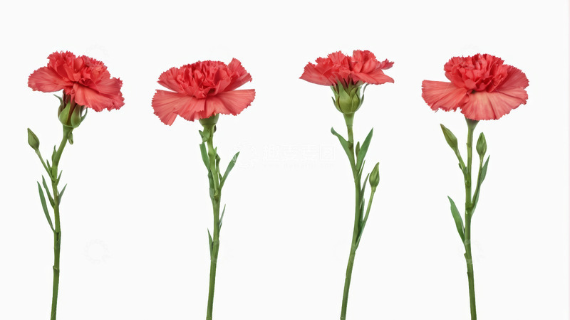 高清大图下载【趣麦麦图】四支红色康乃馨花卉素材