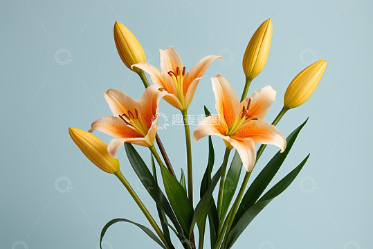 淡橙色百合花特写