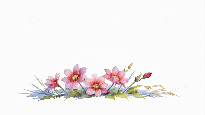 高清大图下载【趣麦麦图】水彩风格粉色花卉插画