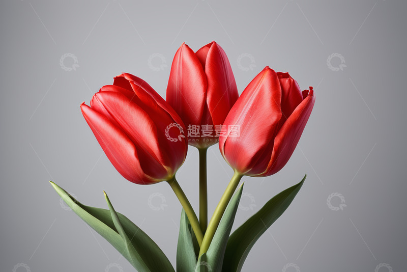 高清大图下载【趣麦麦图】三朵红色郁金香特写