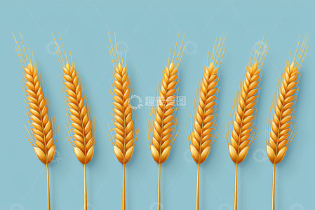 蓝色背景下的金黄麦穗