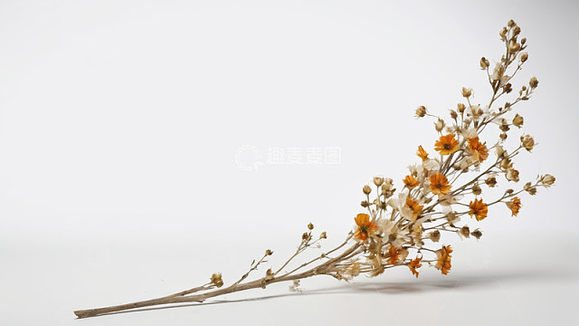 干花植物特写素材