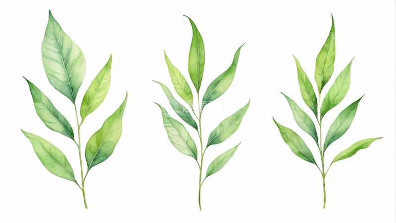 高清大图下载【趣麦麦图】手绘绿色植物叶片素材