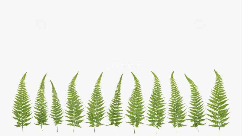 高清大图下载【趣麦麦图】白色背景下排列的绿色蕨类叶子