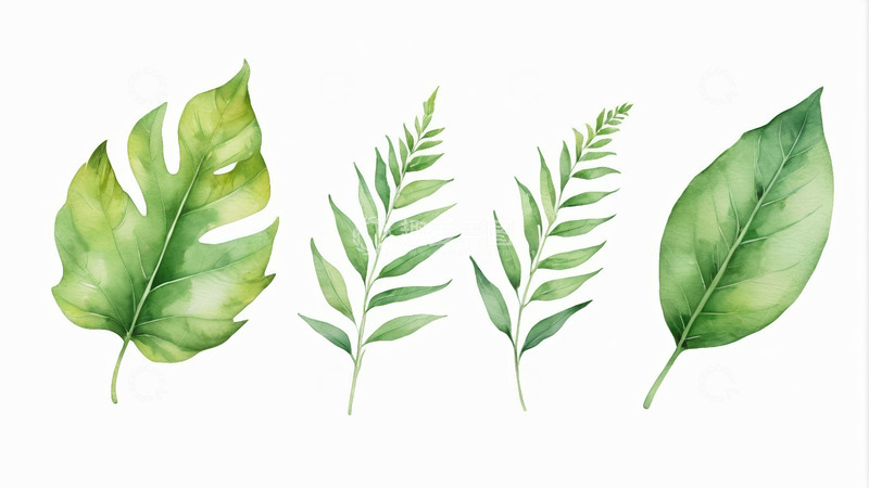 高清大图下载【趣麦麦图】水彩风格绿色植物叶子素材