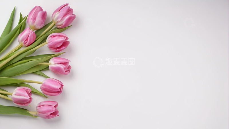 高清大图下载【趣麦麦图】粉色郁金香特写