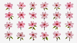 粉色桃花素材