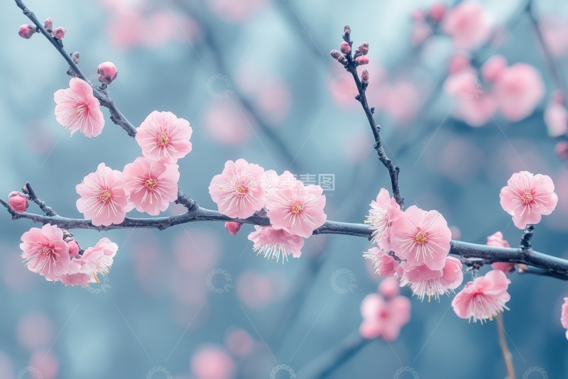 高清大图下载【趣麦麦图】盛开的粉色桃花植物