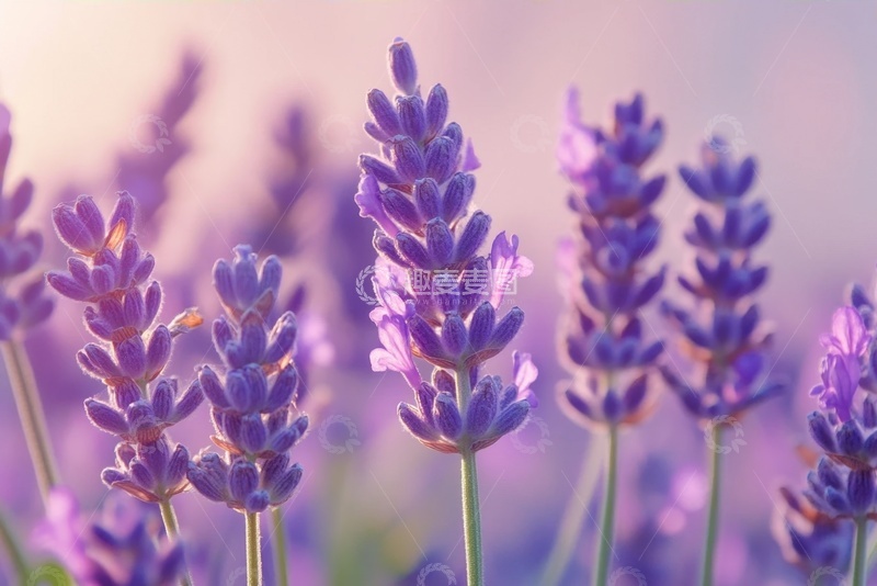 高清大图下载【趣麦麦图】紫色的薰衣草花棒特写