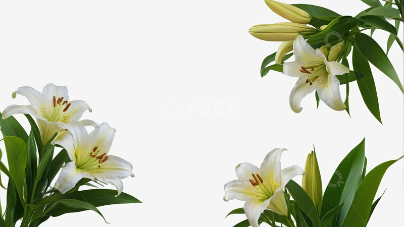 高清大图下载【趣麦麦图】-白色百合花特写