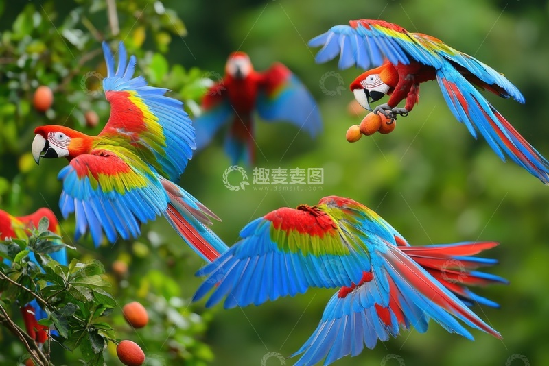 高清大图下载【趣麦麦图】森林里飞翔的蓝毛鹦鹉