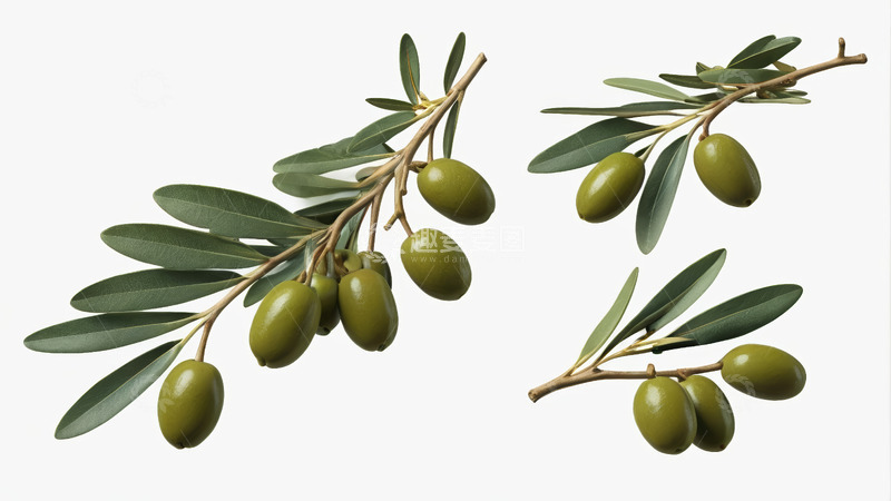 高清大图下载【趣麦麦图】绿橄榄枝特写