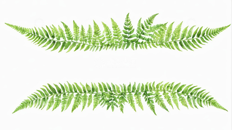 高清大图下载【趣麦麦图】水彩风格绿色蕨类植物素材