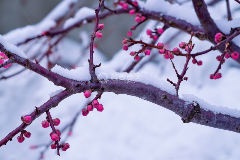 高清大图下载【趣麦麦图】含苞待放的花苞花枝