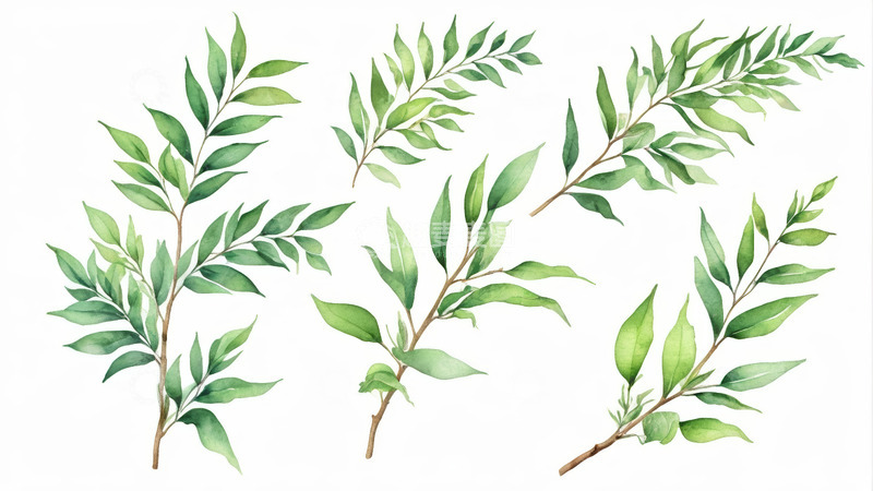 高清大图下载【趣麦麦图】水彩风格绿色枝叶插画