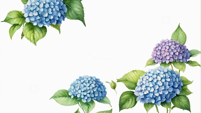 高清大图下载【趣麦麦图】蓝色紫色绣球花插画素材