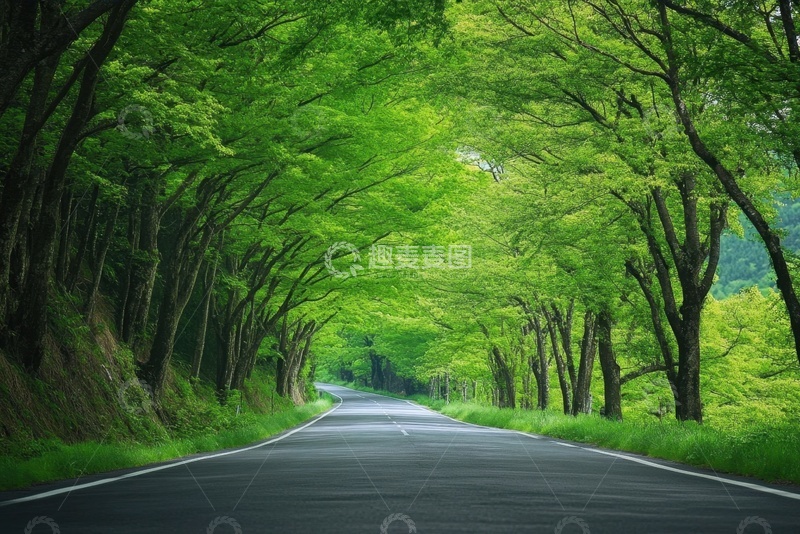 高清大图下载【趣麦麦图】夏季郁郁葱葱的大树