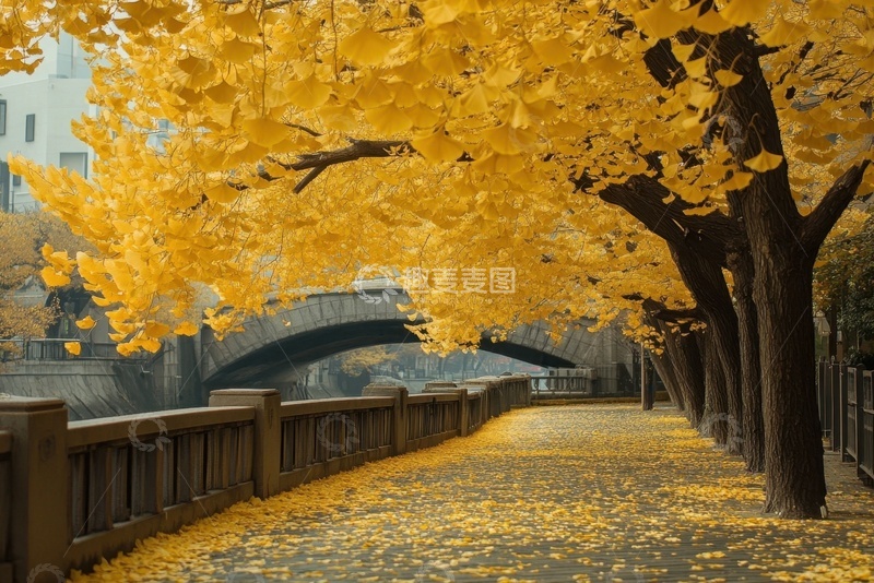 高清大图下载【趣麦麦图】秋季金色的大树树叶
