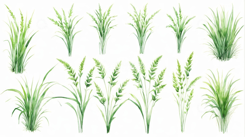 高清大图下载【趣麦麦图】水彩风格绿色植物插画素材