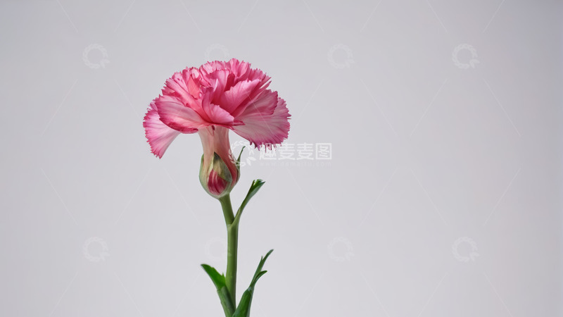 高清大图下载【趣麦麦图】粉色康乃馨特写