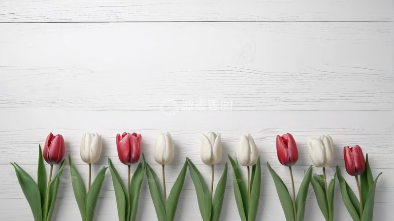 高清大图下载【趣麦麦图】红白郁金香排列在白色木背景