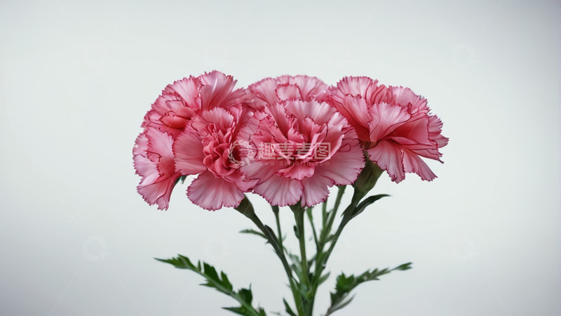 高清大图下载【趣麦麦图】粉色康乃馨花卉特写