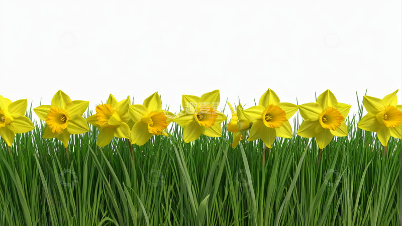 高清大图下载【趣麦麦图】黄色水仙与绿草背景画面