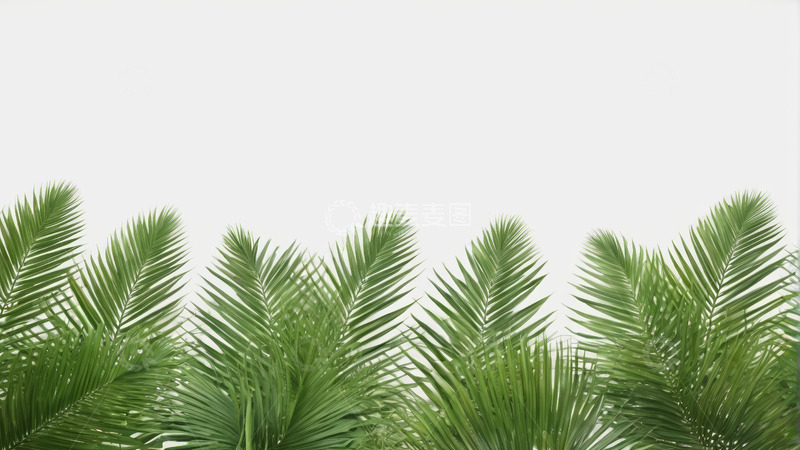 高清大图下载【趣麦麦图】绿色棕榈叶植物特写