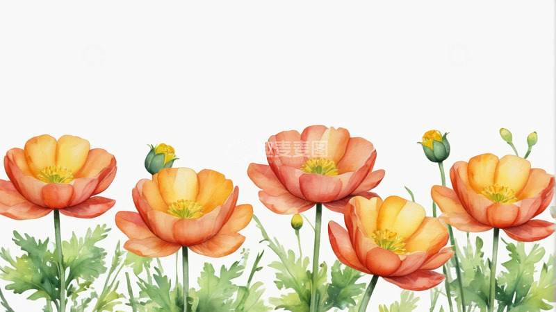 高清大图下载【趣麦麦图】水彩风格橙色花卉插画