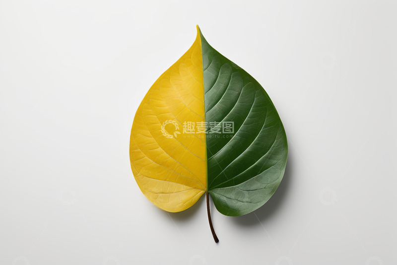 高清大图下载【趣麦麦图】黄绿双色叶子特写