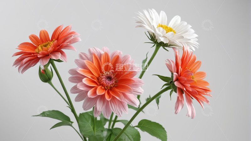 高清大图下载【趣麦麦图】多色花卉特写